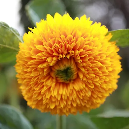 Lucciola Appartamento Stresa