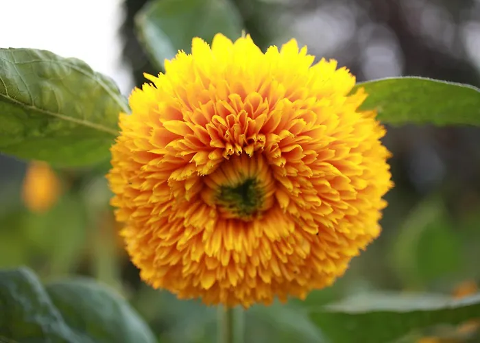 Lucciola Lägenhet Stresa